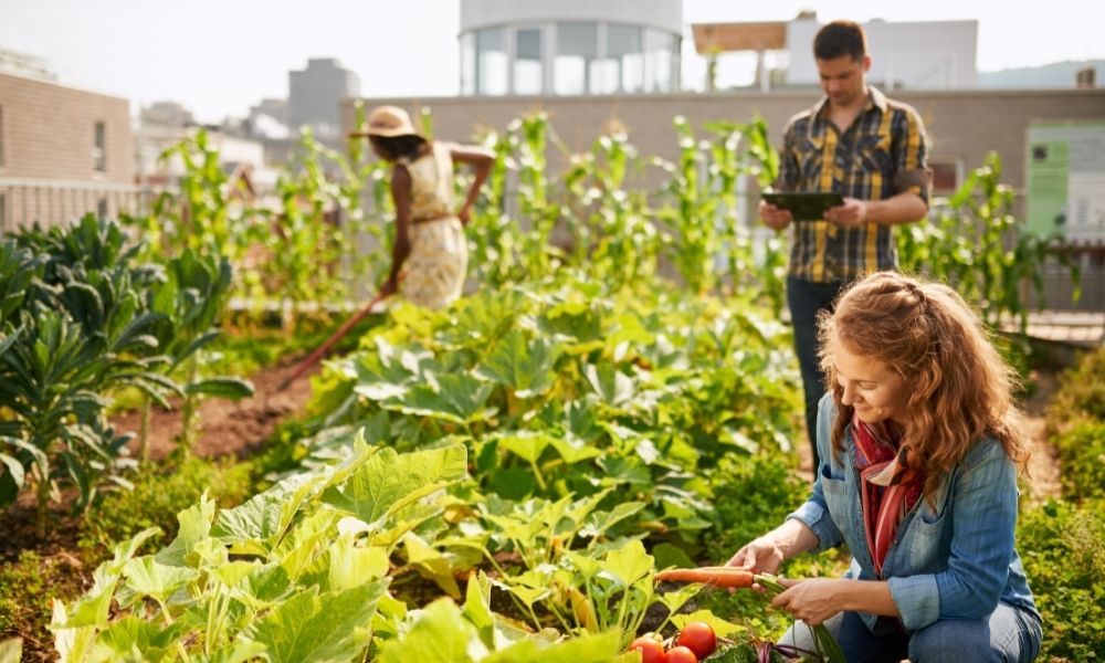 Urban Gardening: The New Green Revolution