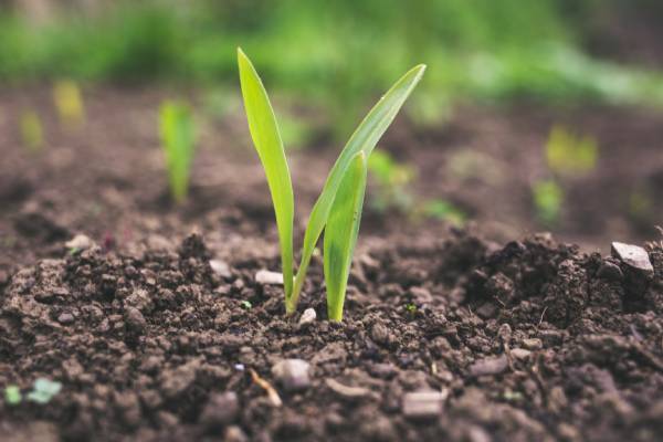 Benefits of Composting